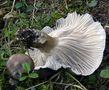 Hygrophorus camarophyllus